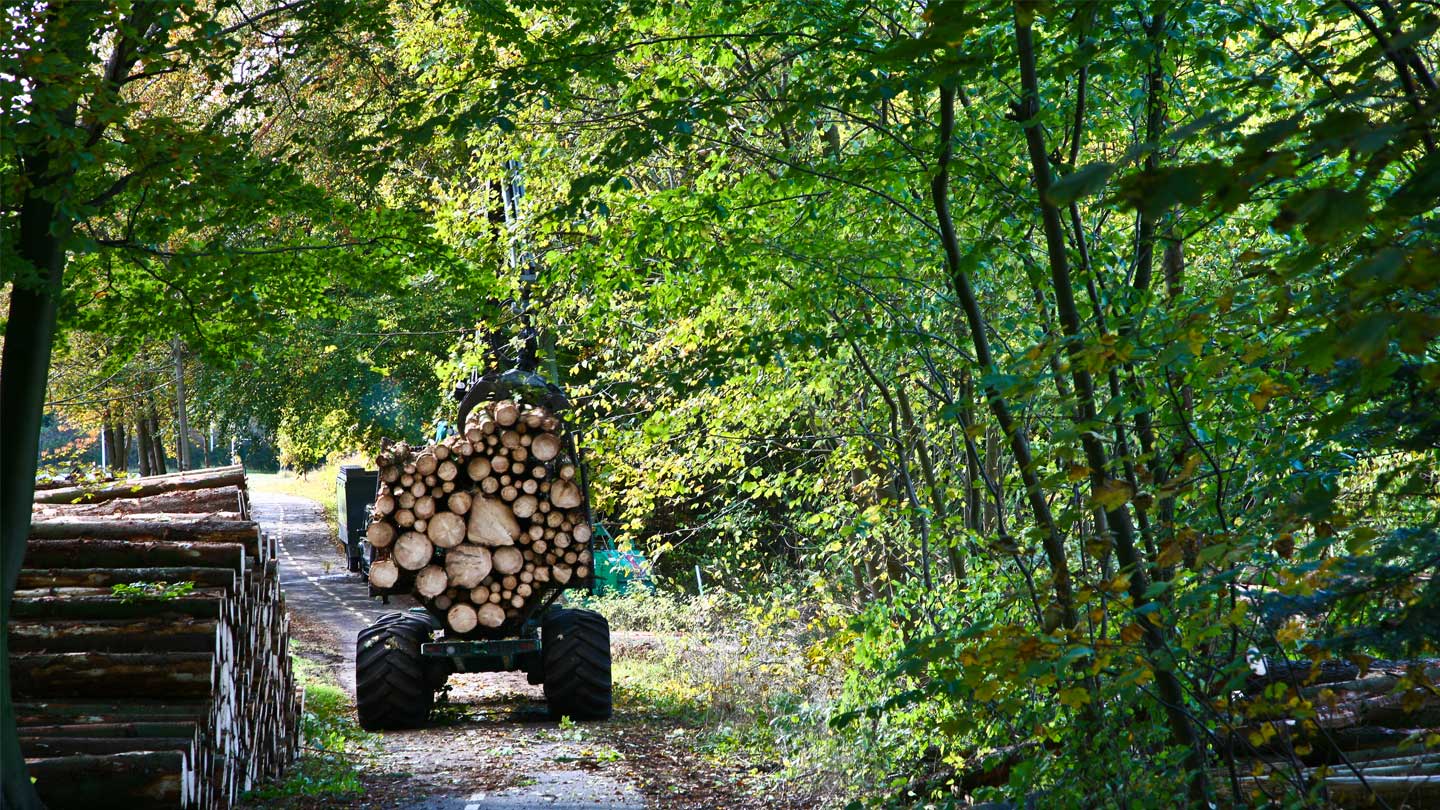Skog